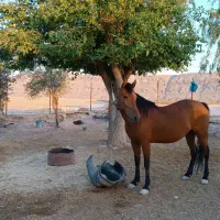 فروشی|اسب و تجهیزات اسبسواری|فسا, |دیوار