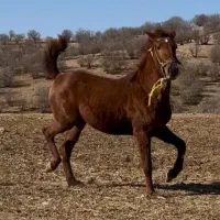 کره اسب دوسال کورد