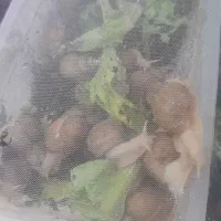 حلزون|خزنده|تهران, مهستان|دیوار