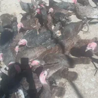 بوقلمون و تعدادی خروس|حیوانات مزرعه|زرنه, |دیوار