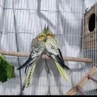 عروس هلندی چشمک زن