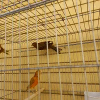 قناری سرخ سوخته  و شتری|پرنده|صدرا-فارس, فاز ۱|دیوار