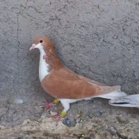 خوشرنگ زرد|پرنده|قزوین, |دیوار