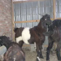 بزغاله، قصابی رایگان|حیوانات مزرعه|گمیشان, |دیوار