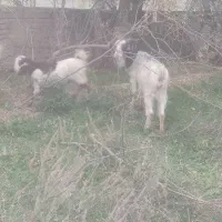 بز چاق گوسفند بزغاله