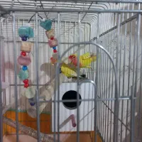 ی جفت برزیلی|پرنده|شوشتر, |دیوار