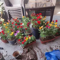 متخصص خدمات گل و گیاه باغبانی گلکاری|خدمات باغبانی و درختکاری|تهران, چیتگر شمالی|دیوار