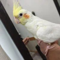 عروس هلندی لونتیوسخنگو