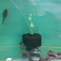 دبوسی ماهی|ماهی|مشهد, رسالت|دیوار