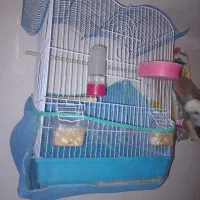 عروس هلندی تازه ب حرف امده|پرنده|بردسیر, |دیوار