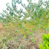 فروش ویلاباغ شهرکی1700متری مبله در منطقه آزاد|فروش خانه و ویلا|خشکبیجار, |دیوار