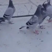 جوجه پلاکی|پرنده|اهواز, امانیه|دیوار