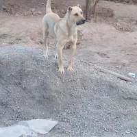 سراب نر اصل|سگ|محمدشهر, محمدشهر|دیوار