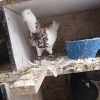 تعدادی طوقی