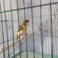 قناری|پرنده|سیرجان, |دیوار