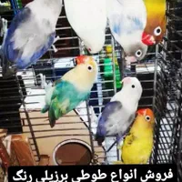 عروس هلندی گرینچیک.برزیلی.قفس.جشنواره شهریور|پرنده|نظرآباد, نظرآباد|دیوار
