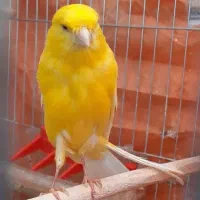قناری نر طلایی بلند و کشیده وبخون