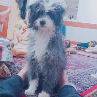 گمشده. سگ گمشده