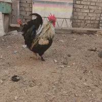 سوسنگرد مشروطه