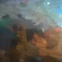 پیرانا رد بلی و الماسی|ماهی|مهاجران, |دیوار