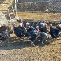 بوقلمون نر ۱۵عدد