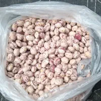 فروش لوبیا چیتی درجه ۱