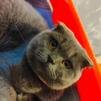 گربه نر و ماده|گربه|ساری, |دیوار