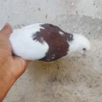 طوقی مولد|پرنده|بندرعباس, |دیوار