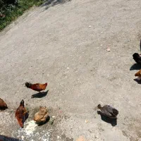 فروش مرغ و خروس محلی