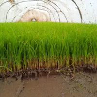 برنج هاشمی اصیل غرب گیلان