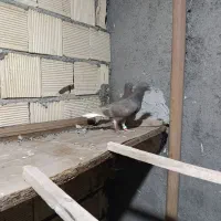 کفتر جوجه دم سفید قهوه ای|پرنده|فلاورجان, |دیوار