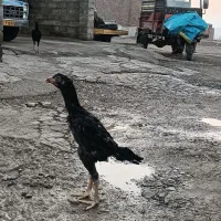 لاری جوجه خروس