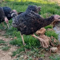 بوقلمون برنز نر|حیوانات مزرعه|چگنی, |دیوار