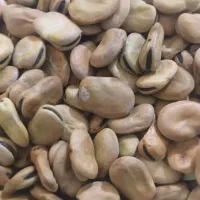 باقله ی شهری تمیز پزا