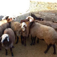 میش جوان