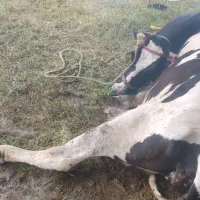 خریدوفروش گاوگوسفندگوساله شکسته.و|حیوانات مزرعه|کرمانشاه, |دیوار