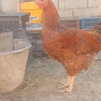 خروس بومی درجه 1