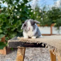 همستر خانگی خرگووش لوپومینیاتوری عروس هلندی مولد|موش و خرگوش|اصفهان, باب الدشت|دیوار