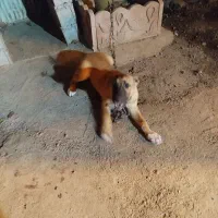 سگچوپانی