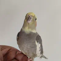 عروس هلندی|پرنده|علیآباد کتول, |دیوار