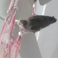 طوطی برزیلی|پرنده|عسلویه, |دیوار