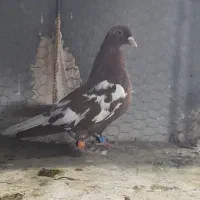کبوتر ابلغ دم سفید|پرنده|مشهد, انصار|دیوار