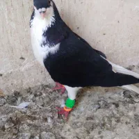با سلام دو عدد کفتر رنگی