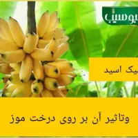 کودمایع سبوسیب