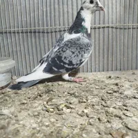 کفتر پلاکی مسافتی|پرنده|مشهد, مهدی آباد|دیوار