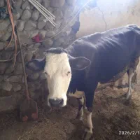 گاو و گوساله|حیوانات مزرعه|نظر کهریزی, |دیوار