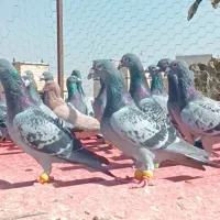کبوترکبوترپلاکی|پرنده|قزوین, |دیوار