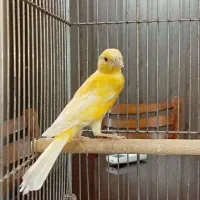 قناری|پرنده|شیراز, صاحب الزمان|دیوار