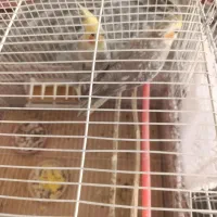 عروس هلندی جفت