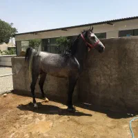 اسب|اسب و تجهیزات اسبسواری|ری, شهرک نظامی|دیوار